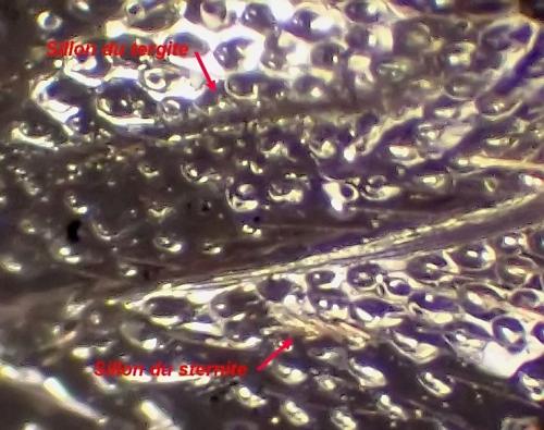 Réf. 334 222 : Smicromyrme sp.